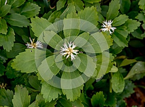 Japanese Pachysandra terminalis, from above photo